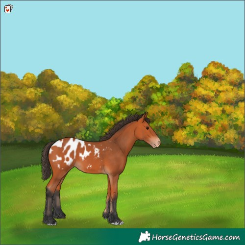 Horse Color:Bay Appaloosa 