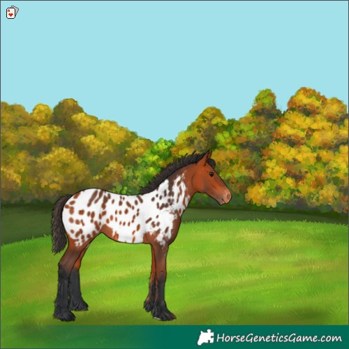Horse Color:Bay Appaloosa 