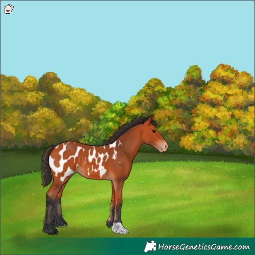 Horse Color:Bay Appaloosa 