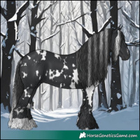 Horse Color:White Spotted Black
