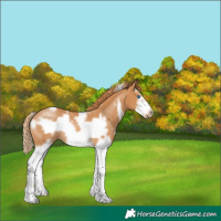 Horse Color:White Spotted Chestnut Splash Frame Rabicano 
