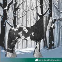 Horse Color:White Spotted Black