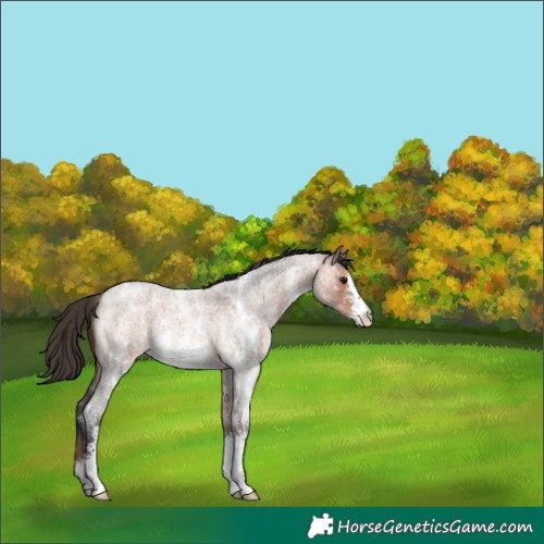 Horse Color:Bay Roan Sabino 