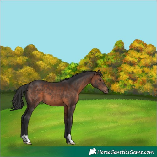 Horse Color:Brown 