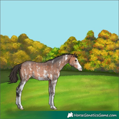 Horse Color:Bay Sabino 