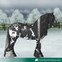 Horse Color:White Spotted Black