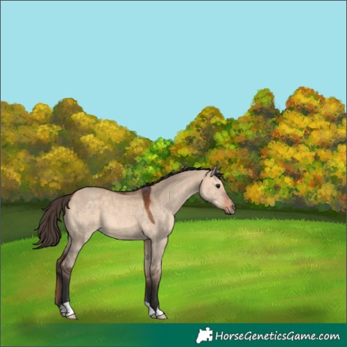 Horse Color:Bay Dun 