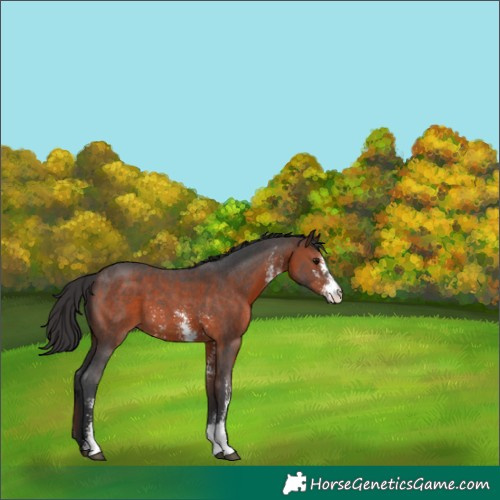 Horse Color:Brown Sabino 