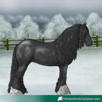 Horse Color:Black 