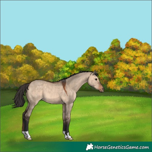 Horse Color:Brown Dun 
