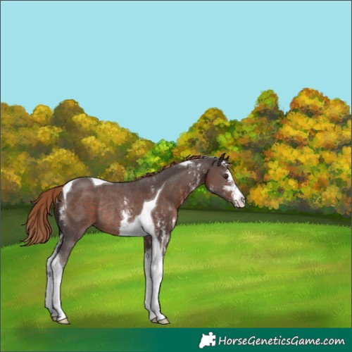 Horse Color:Liver Chestnut Sabino Tobiano Rabicano 