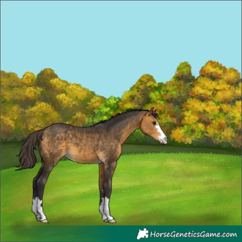 Horse Color:Buckskin 