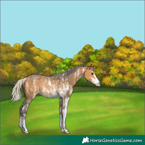 Horse Color:Silver Buckskin Sabino Rabicano 
