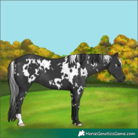 Horse Color:White Spotted Black 