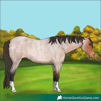 Horse Color:Bay Roan Appaloosa Rabicano