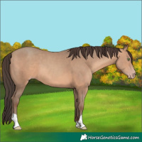 Horse Color:Sable Champagne