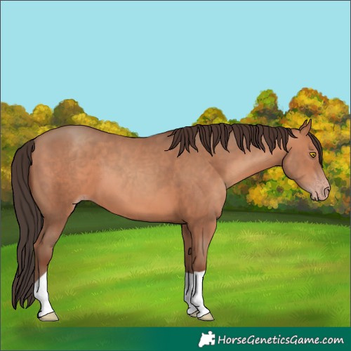Horse Color:Sable Champagne