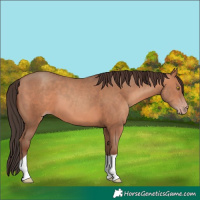 Horse Color:Sable Champagne