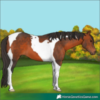 Horse Color:Bay Tobiano 