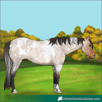 Horse Color:White Spotted Brown Roan Dun 