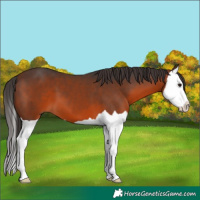 Horse Color:Brown Splash