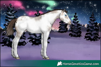 Horse Color:Brown Roan Dun Sabino Splash Frame Appaloosa 