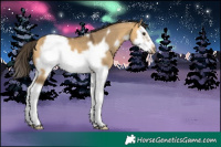 Horse Color:White Spotted Buckskin Dun Splash Frame