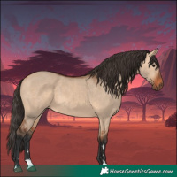 Horse Color:Bay Dun 