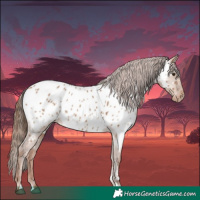 Horse Color:Red Dun Appaloosa 