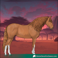 Horse Color:White Spotted Chestnut 