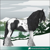 Horse Color:Black Tobiano