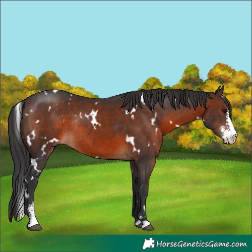 Horse Color:White Spotted Brown Sabino Rabicano 