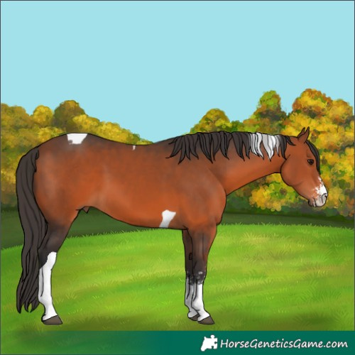 Horse Color:Bay Sabino Tobiano 