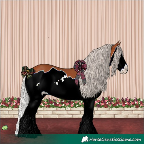 Horse Color:Silver Bay Splash 