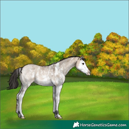 Horse Color:Brown Dun Sabino Splash