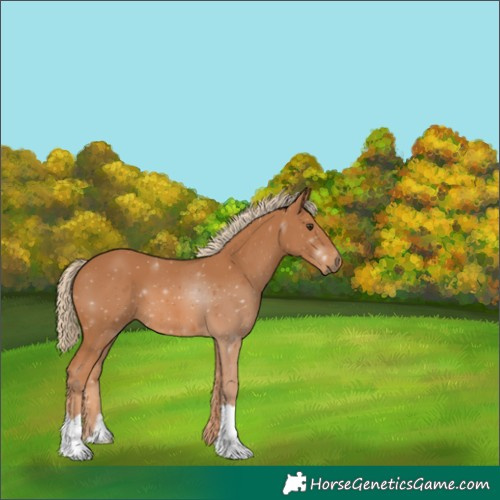 Horse Color:Chestnut 