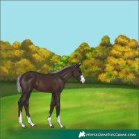 Horse Color:Silver Brown