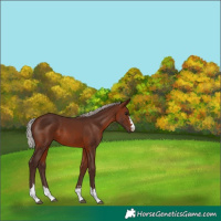 Horse Color:Silver Brown 