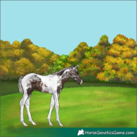 Horse Color:Silver Brown Tobiano