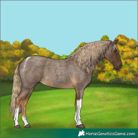 Horse Color:Chocolate Palomino Roan Tobiano