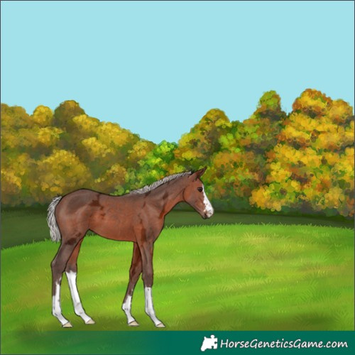 Horse Color:Silver Brown Ice
