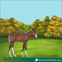 Horse Color:Silver Brown Ice