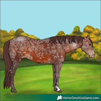 Horse Color:Chocolate Bay Ice Appaloosa 