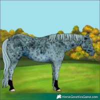 Horse Color:ERROR: UNKNOWN ANOMALY