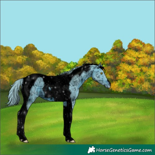 Horse Color:ERROR: UNKNOWN ANOMALY