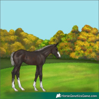 Horse Color:Silver Brown 
