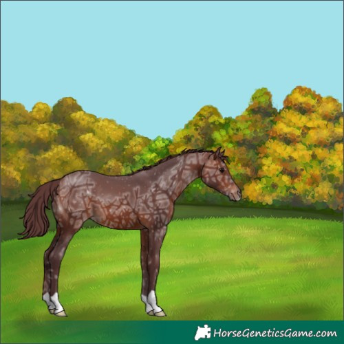 Horse Color:Chocolate Bay Ice 