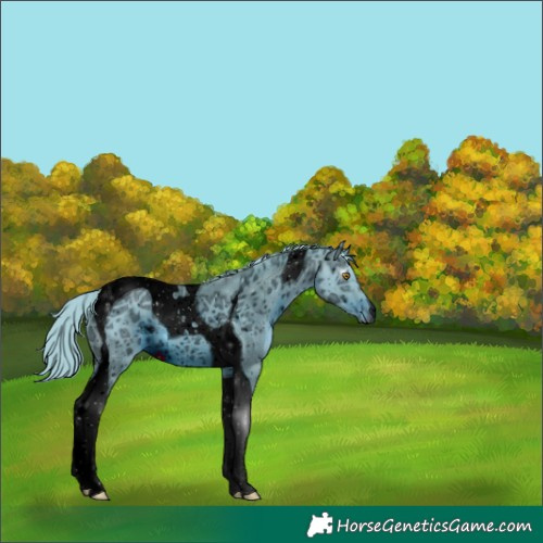 Horse Color:ERROR: UNKNOWN ANOMALY