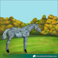 Horse Color:ERROR: UNKNOWN ANOMALY