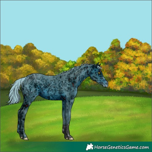 Horse Color:ERROR: UNKNOWN ANOMALY